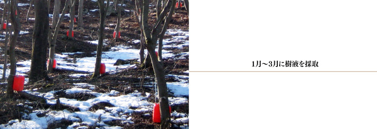1月～3月に樹液を採取